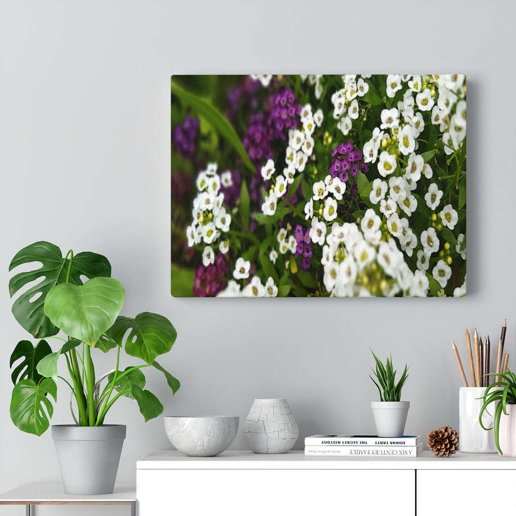 Sweet Alyssum Stretched Canvas