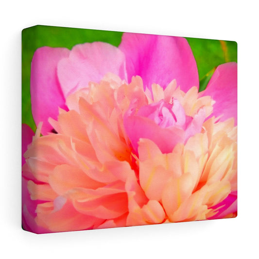 Pink Peony Stretched Canvas