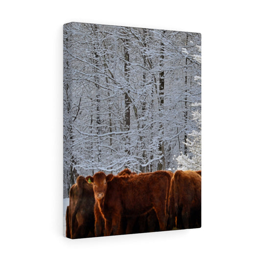 Winter Herd Stretched Canvas