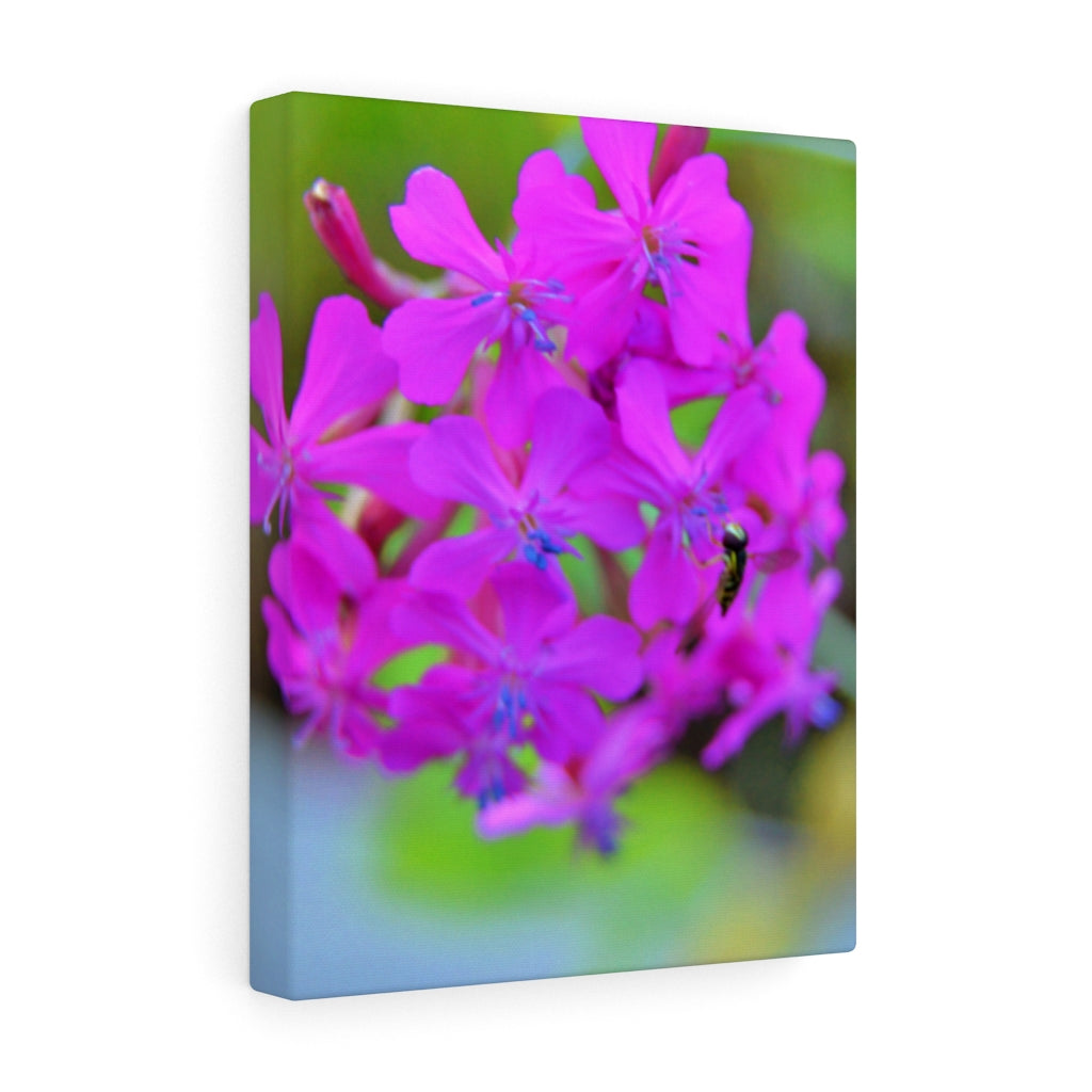 Sweet William Catchfly Stretched Canvas