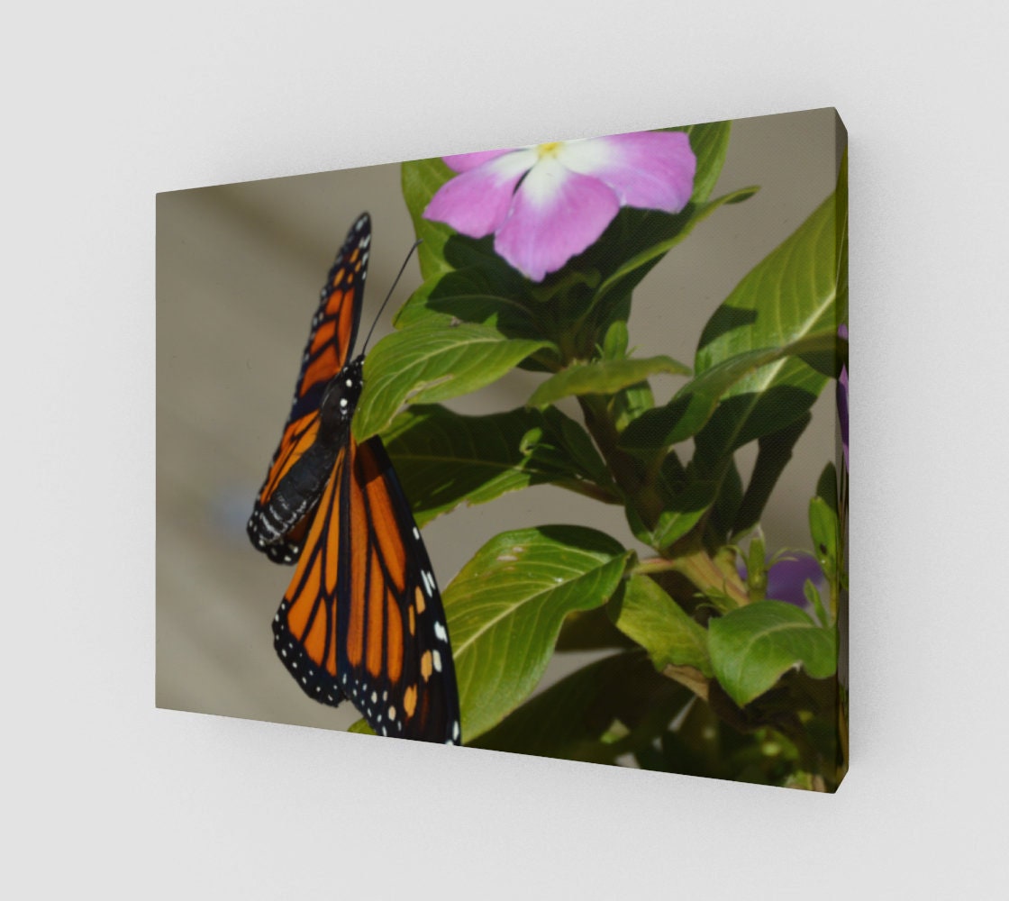 Monarch 14x11 Wall Decor