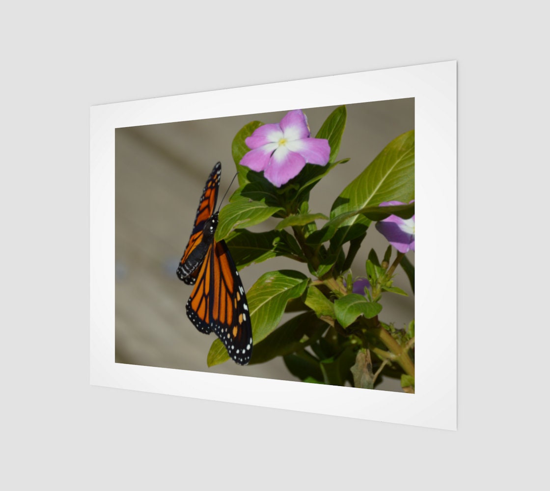 Monarch 14x11 Wall Decor